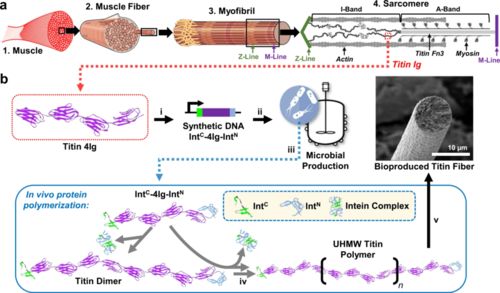 合成生物學新型高分子材料 更強更韌，有望替代高端石油基材料